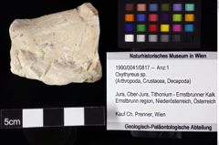 Foto (Objket + Etiketten) von Oxythyreus sp. 